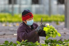 西岗镇“五智融合”赋能村落管理